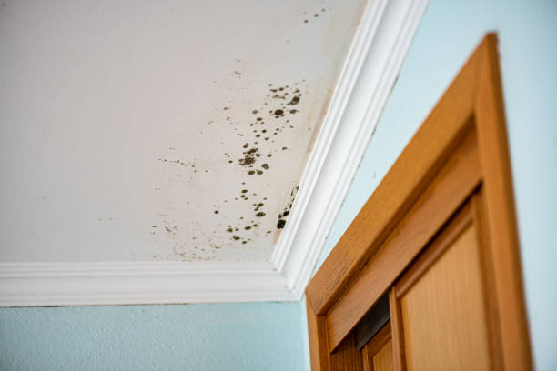 Best Professional Mold Removal  in USA